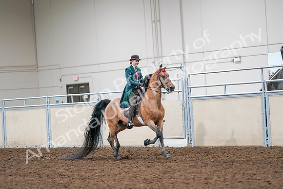 2020 - AB Morgan Horse - Sat, Sept 05 - 14012