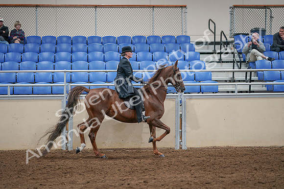 2020 - AB Morgan Horse - Fri, Sept 04 - 08051