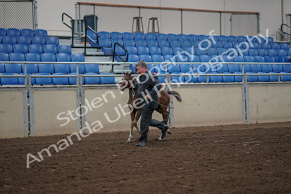 2019 Morgan Horse Show - Aug 31, 2019 - 00367