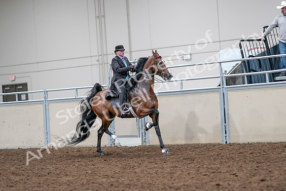 2020 - AB Morgan Horse - Sat, Sept 05 - 13199