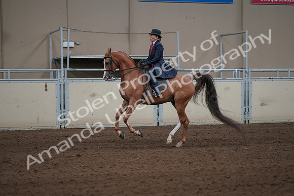 2019 Morgan Horse Show - Sept 01, 2019 - 11935