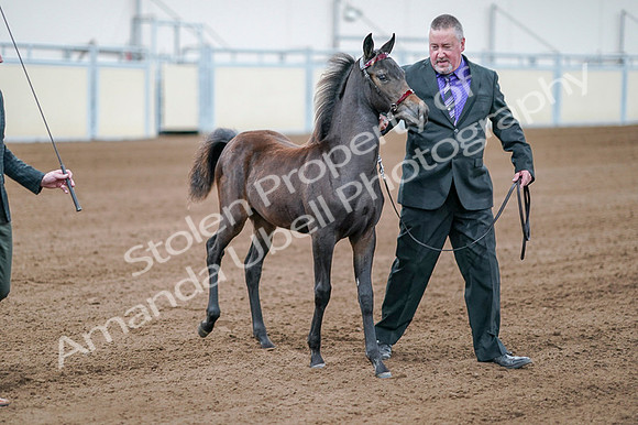 2020 - AB Morgan Horse - Fri, Sept 04 - 06197