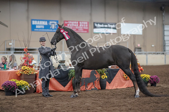 2019 Morgan Horse Show - Aug 31, 2019 - 02085