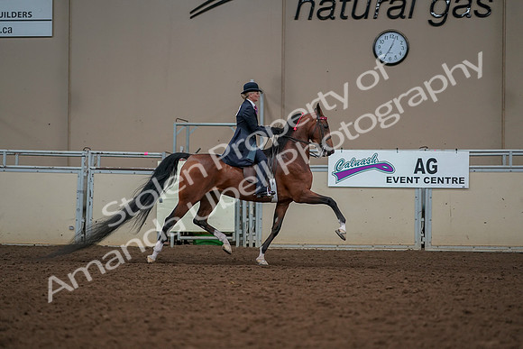 2019 Morgan Horse Show - Aug 30, 2019 - 25224