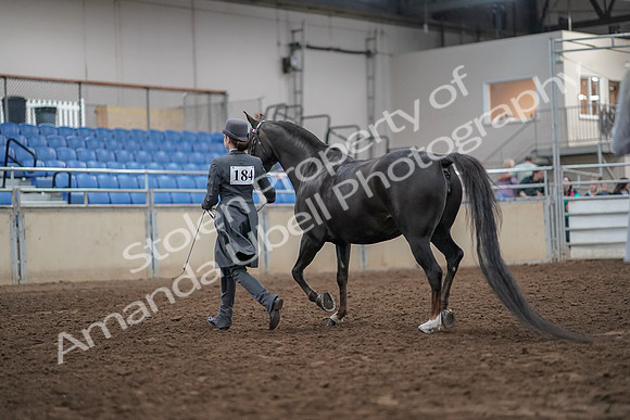 2019 Morgan Horse Show - Aug 31, 2019 - 01964