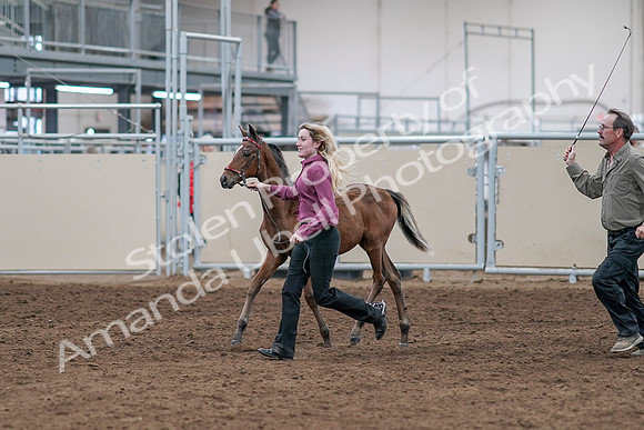 2020 - AB Morgan Horse - Sat, Sept 05 - 00463