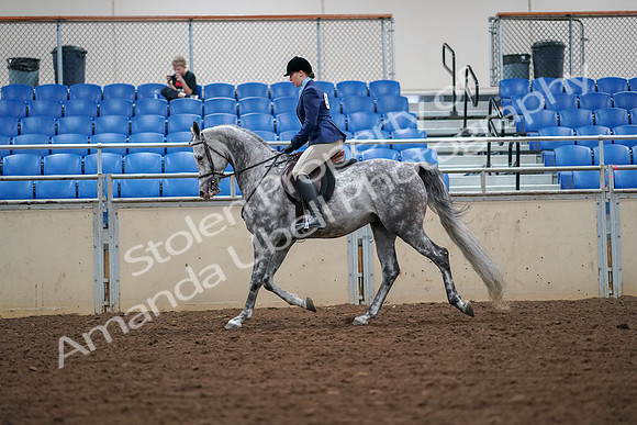 2019 Morgan Horse Show - Aug 30, 2019 - 16214