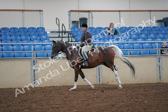 2019 Morgan Horse Show - Aug 30, 2019 - 16339