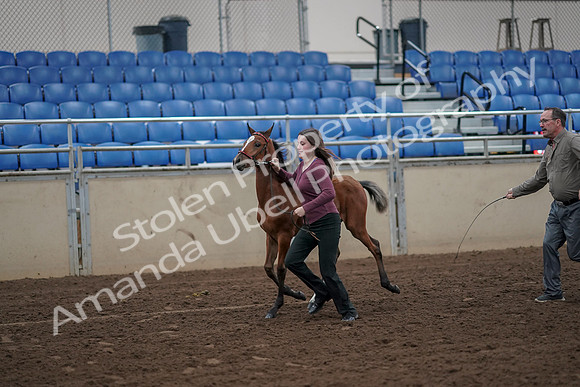 2019 Morgan Horse Show - Aug 31, 2019 - 00383
