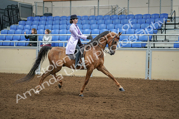 2020 - AB Morgan Horse - Fri, Sept 04 - 05180