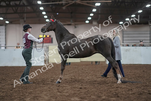 2019 Morgan Horse Show - Aug 31, 2019 - 02004