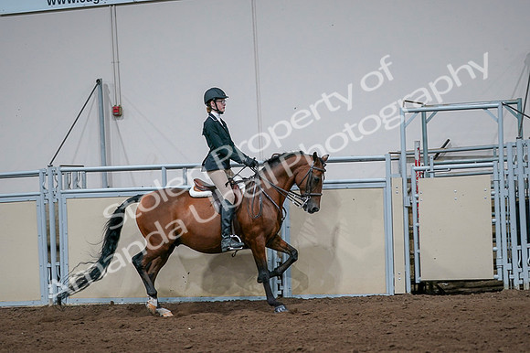 2020 - AB Morgan Horse - Fri, Sept 04 - 06014