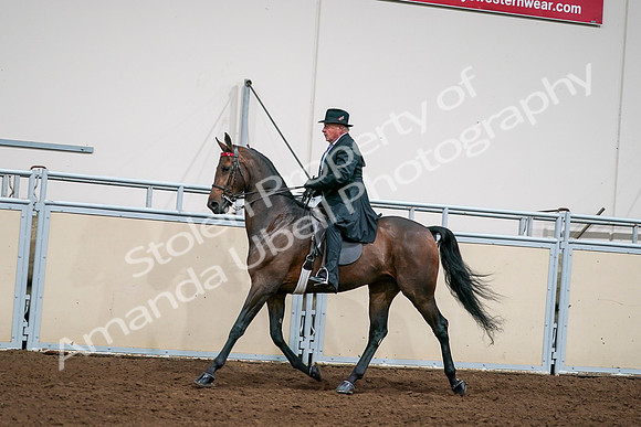 2020 - AB Morgan Horse - Sat, Sept 05 - 08130