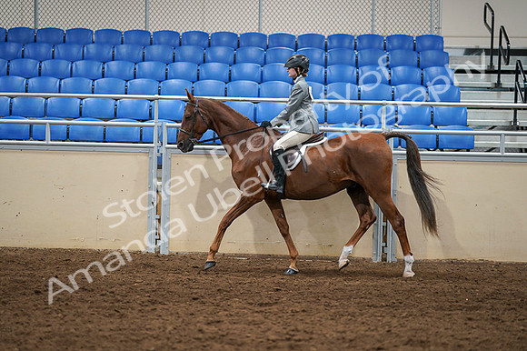 2020 - AB Morgan Horse - Fri, Sept 04 - 02976