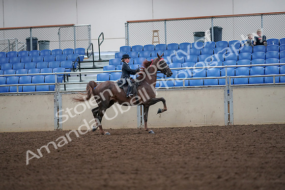 2019 Morgan Horse Show - Aug 30, 2019 - 18053