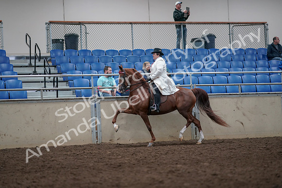 2019 Morgan Horse Show - Aug 31, 2019 - 08676