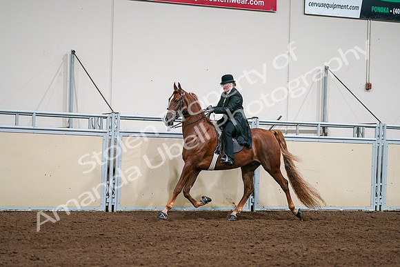 2020 - AB Morgan Horse - Sat, Sept 05 - 08042