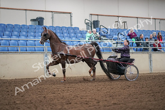 2019 Morgan Horse Show - Aug 30, 2019 - 13163