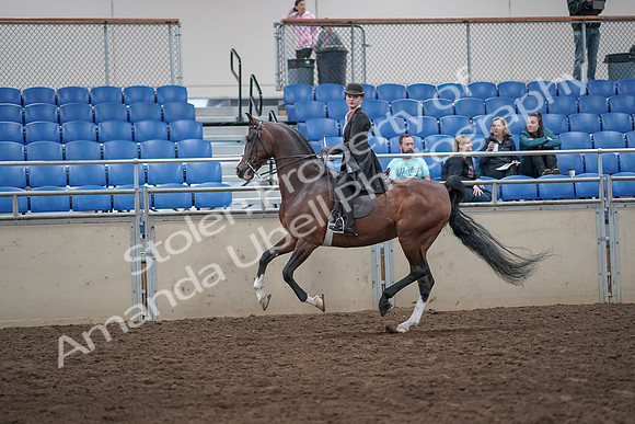 2019 Morgan Horse Show - Aug 31, 2019 - 08795