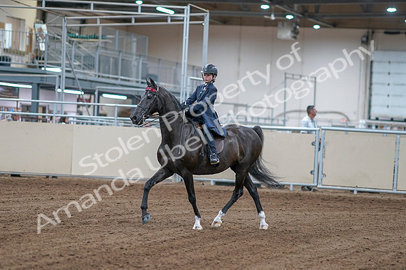 2020 - AB Morgan Horse - Fri, Sept 04 - 06972