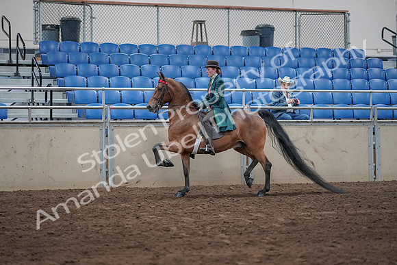 2019 Morgan Horse Show - Sept 01, 2019 - 13168