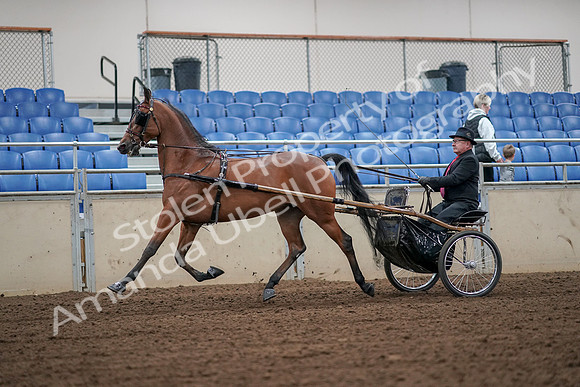 2019 Morgan Horse Show - Aug 30, 2019 - 13317