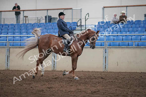 2019 Morgan Horse Show - Sept 01, 2019 - 08791