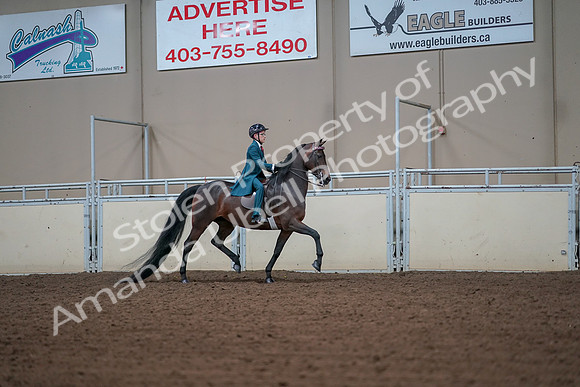 2019 Morgan Horse Show - Aug 30, 2019 - 18009