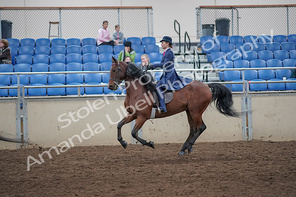 2019 Morgan Horse Show - Aug 31, 2019 - 09457