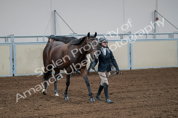 2020 - AB Morgan Horse - Fri, Sept 04 - 00788