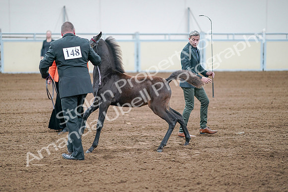 2020 - AB Morgan Horse - Fri, Sept 04 - 06209