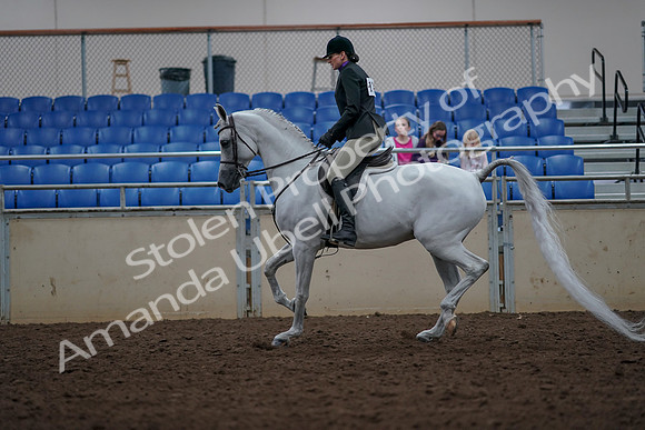 2019 Morgan Horse Show - Aug 31, 2019 - 15909