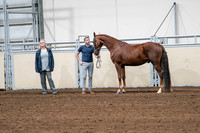 2020 - AB Morgan Horse - Sat, Sept 05 - 00194