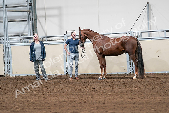2020 - AB Morgan Horse - Sat, Sept 05 - 00194