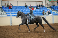 2020 - AB Morgan Horse - Sat, Sept 05 - 13581