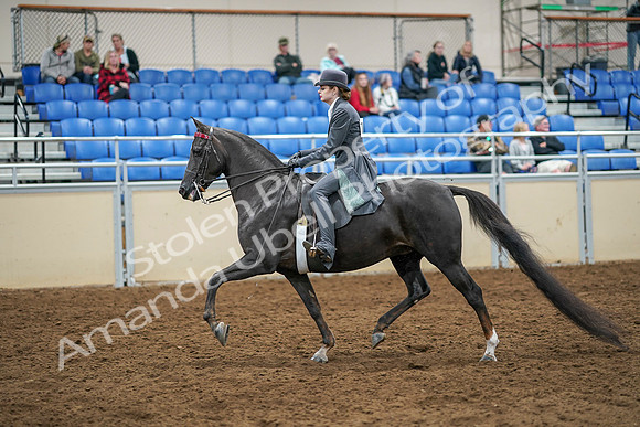 2020 - AB Morgan Horse - Sat, Sept 05 - 13581