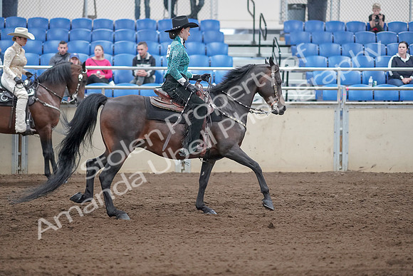 2019 Morgan Horse Show - Sept 01, 2019 - 07032