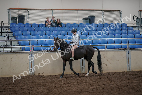 2019 Morgan Horse Show - Aug 30, 2019 - 31214