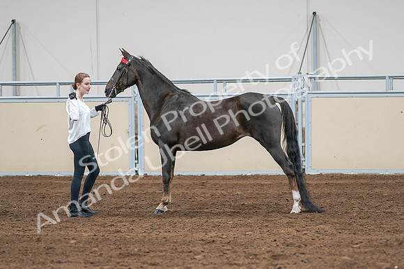 2020 - AB Morgan Horse - Sat, Sept 05 - 00651
