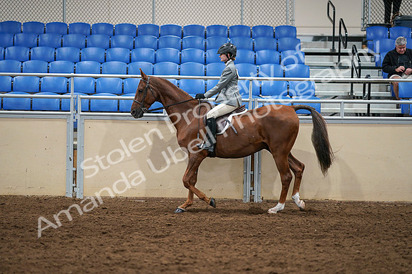 2020 - AB Morgan Horse - Fri, Sept 04 - 02972