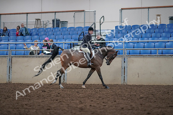 2019 Morgan Horse Show - Aug 31, 2019 - 16120