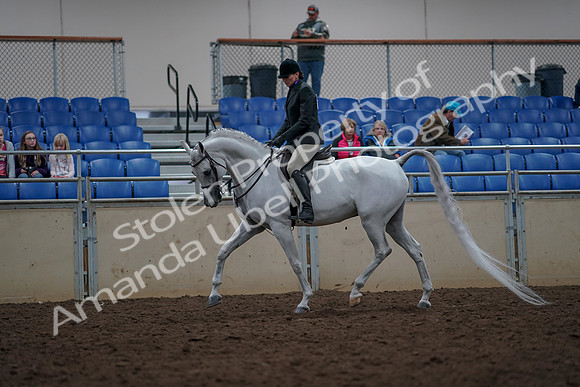 2019 Morgan Horse Show - Aug 31, 2019 - 15969