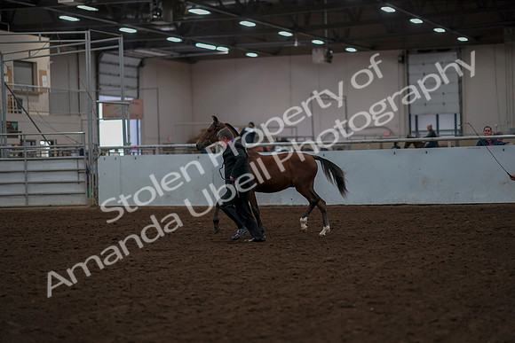 2019 Morgan Horse Show - Aug 30, 2019 - 25528