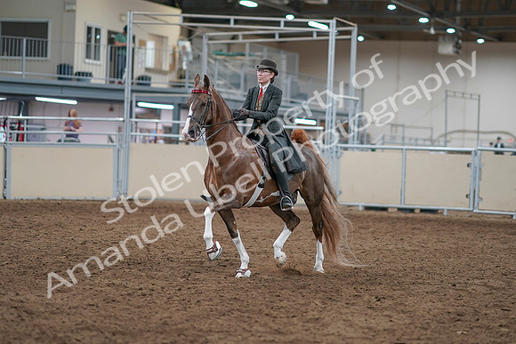 2020 - AB Morgan Horse - Sat, Sept 05 - 12949
