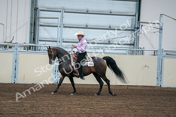 2020 - AB Morgan Horse - Fri, Sept 04 - 00535