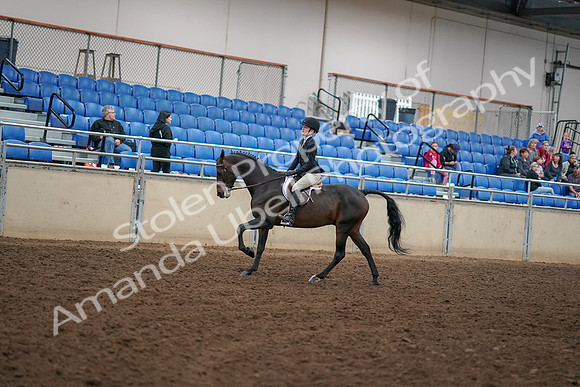 2019 Morgan Horse Show - Aug 30, 2019 - 12292
