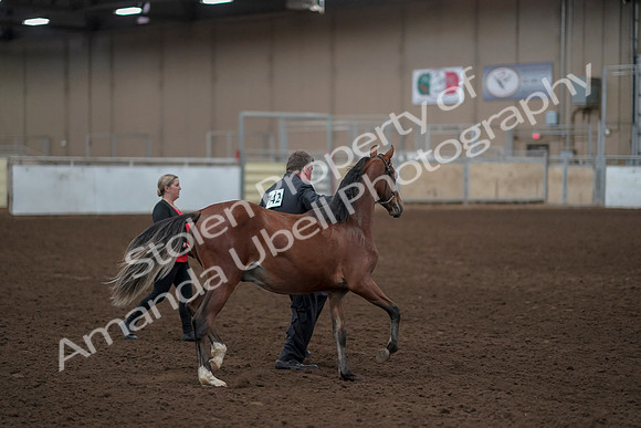 2019 Morgan Horse Show - Aug 31, 2019 - 00231