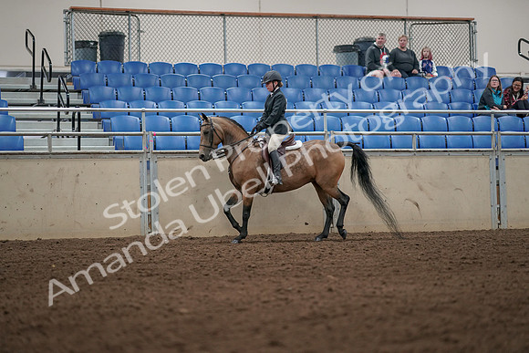 2019 Morgan Horse Show - Aug 31, 2019 - 04980