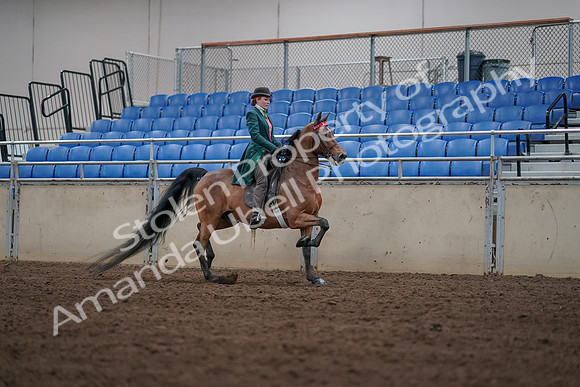 2019 Morgan Horse Show - Sept 01, 2019 - 13344