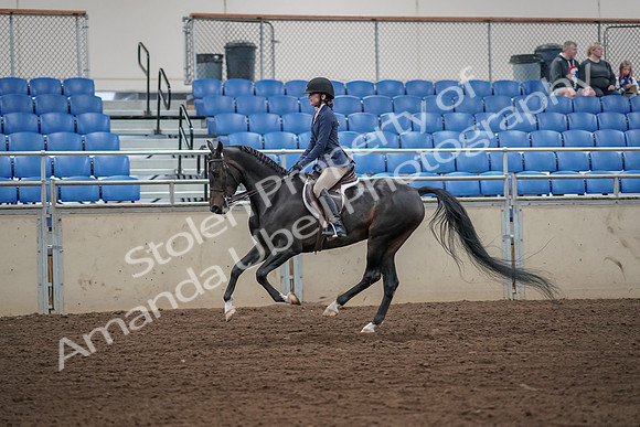 2019 Morgan Horse Show - Aug 31, 2019 - 05137